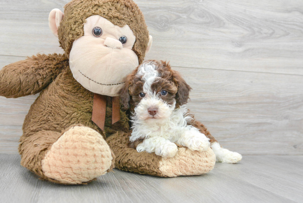 Poodle Pup Being Cute