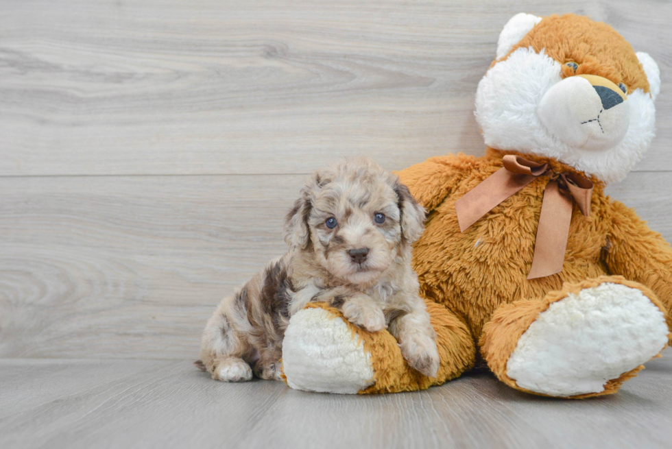 Poodle Puppy for Adoption