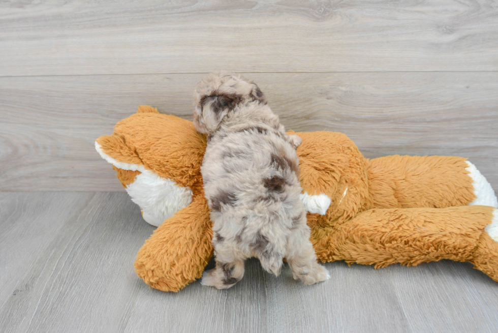 Funny Poodle Purebred Pup