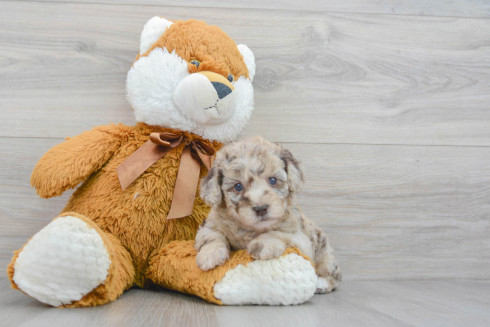 Friendly Poodle Baby