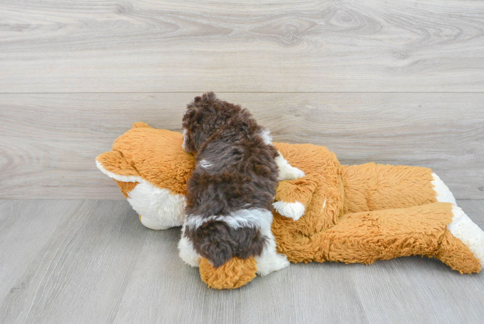 Poodle Pup Being Cute