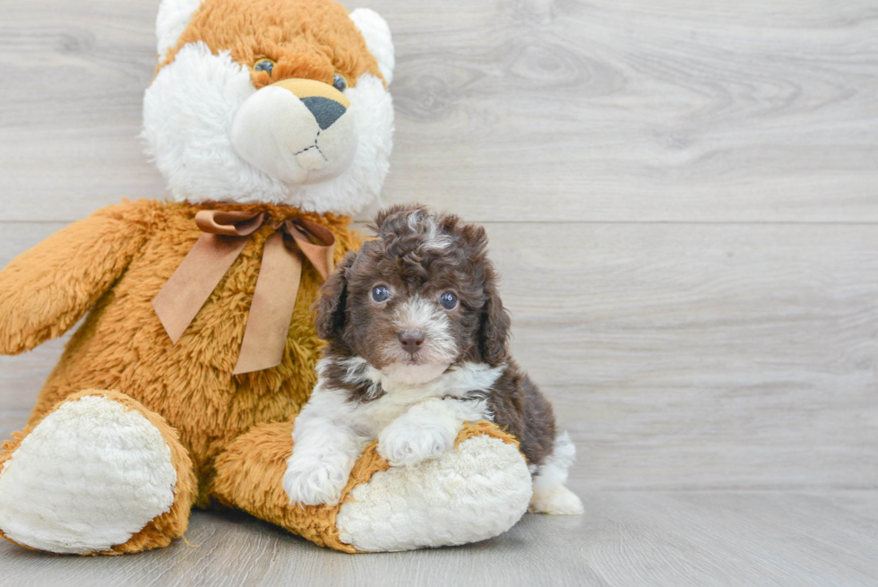 Friendly Poodle Purebred Pup