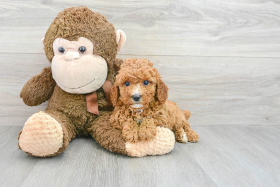 Playful Poodle Baby