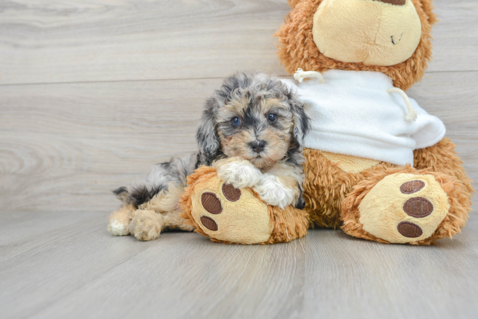 Energetic Pudle Purebred Puppy