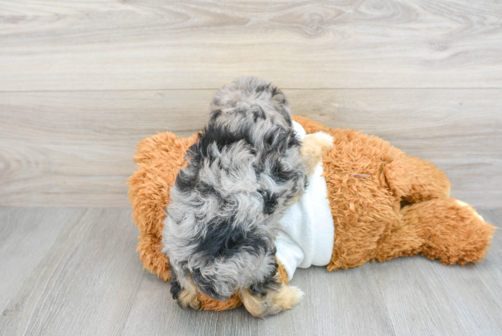 Playful Poodle Purebred Pup