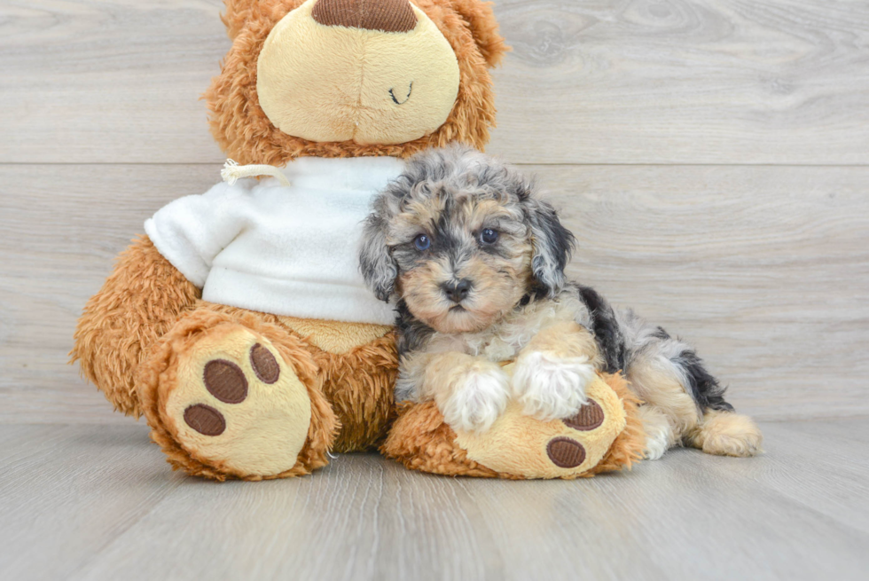 Small Poodle Purebred Pup