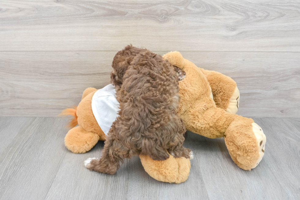 Playful Poodle Purebred Pup