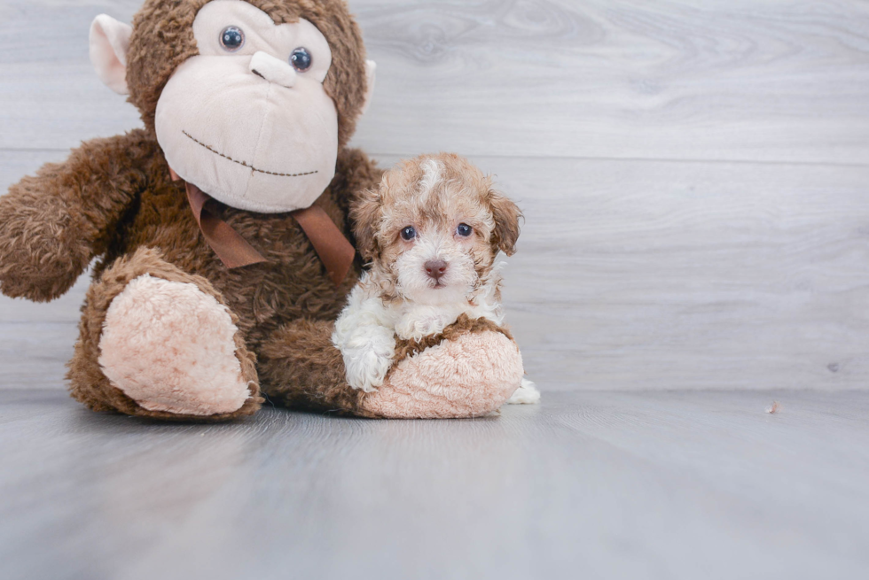 Popular Poodle Baby