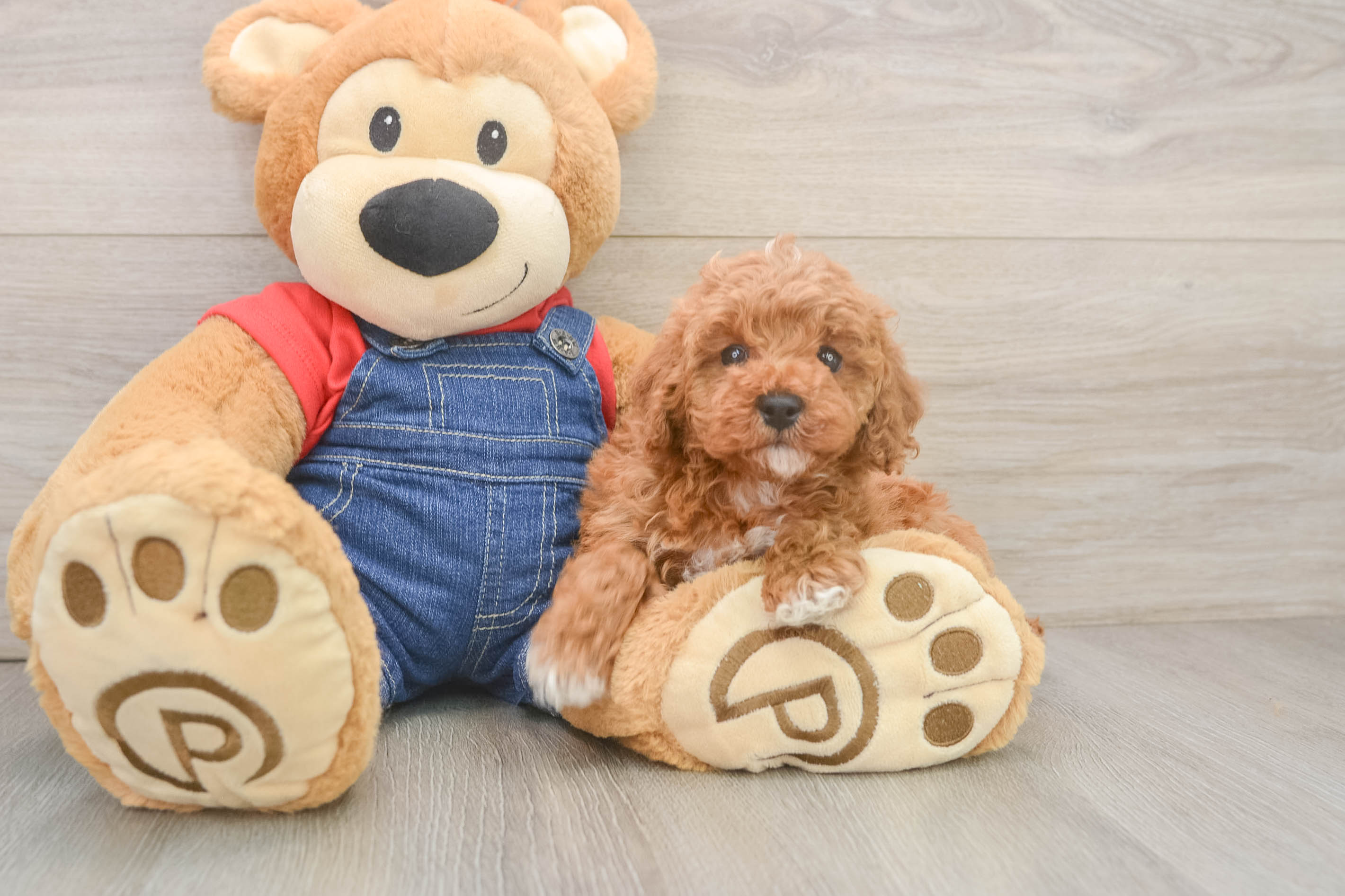 Hypoallergenic Poodle Baby