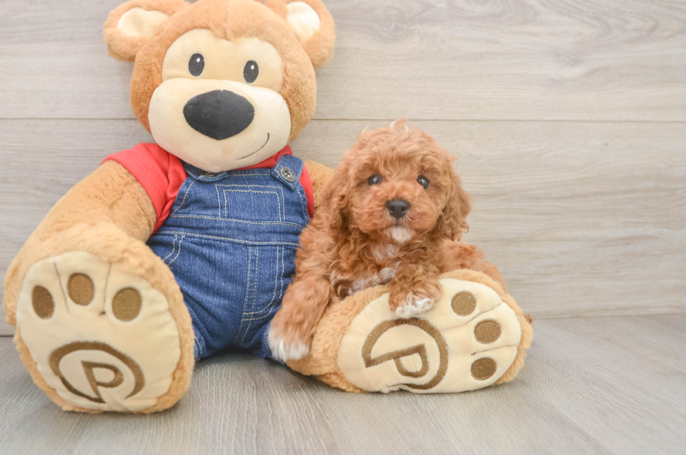 6 week old Poodle Puppy For Sale - Premier Pups
