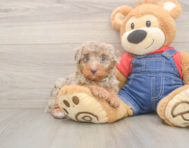 8 week old Poodle Puppy For Sale - Premier Pups