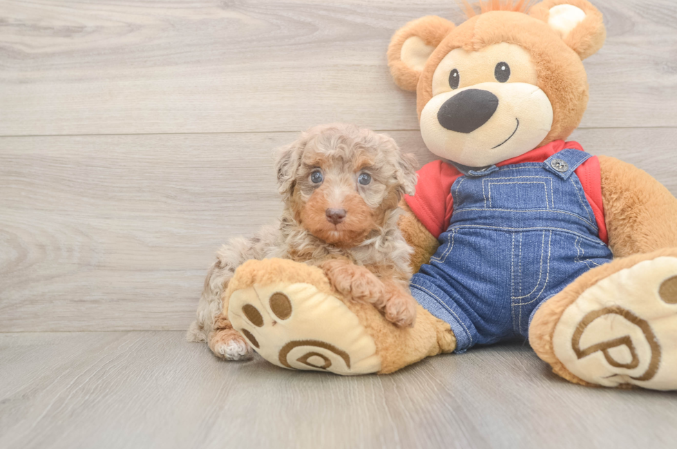 6 week old Poodle Puppy For Sale - Premier Pups