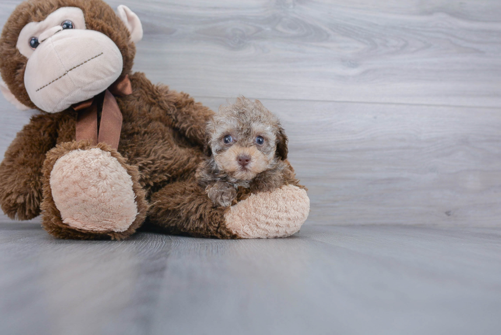 Happy Pudle Purebred Puppy