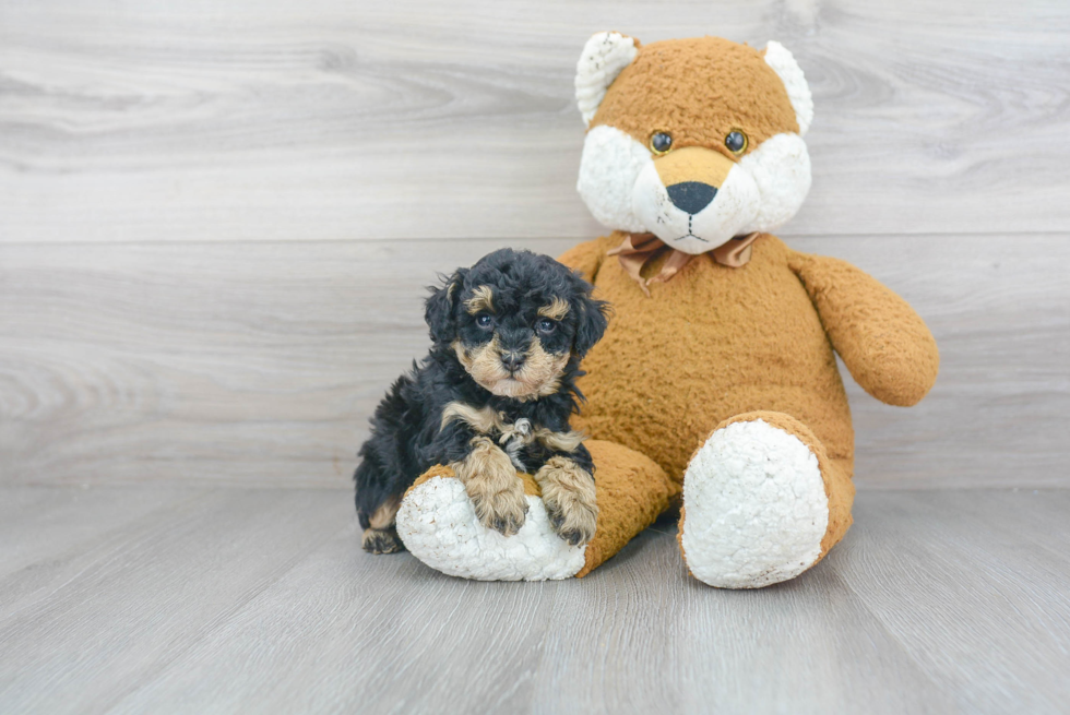 Poodle Puppy for Adoption