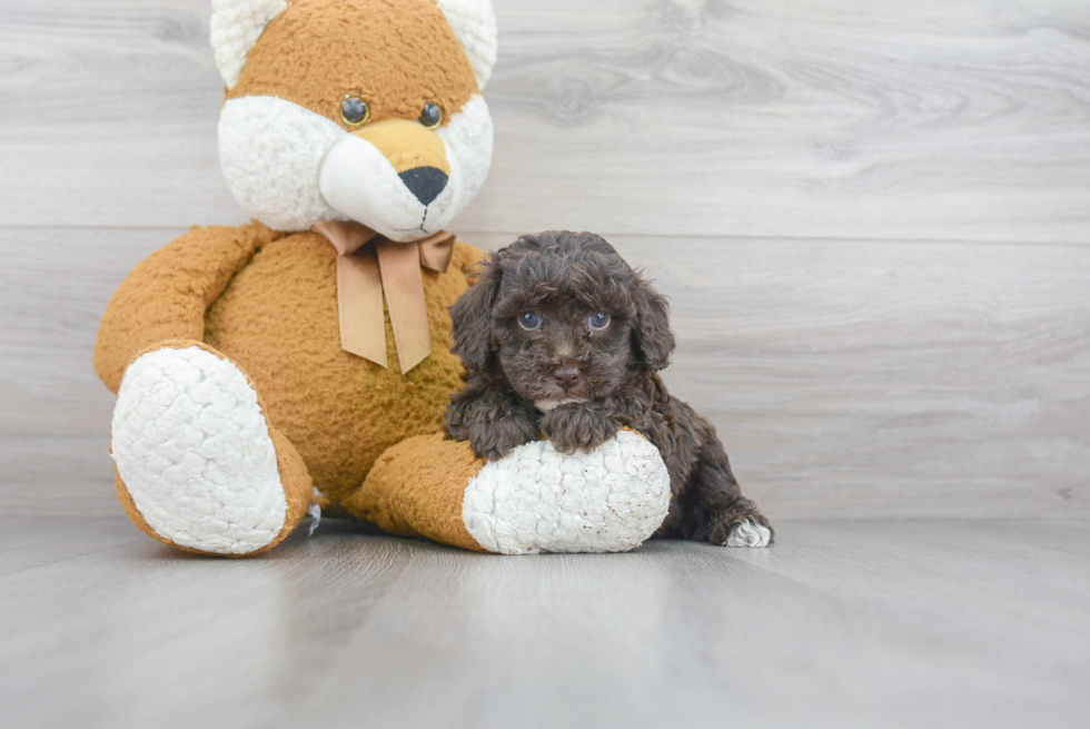 Playful Poodle Purebred Pup