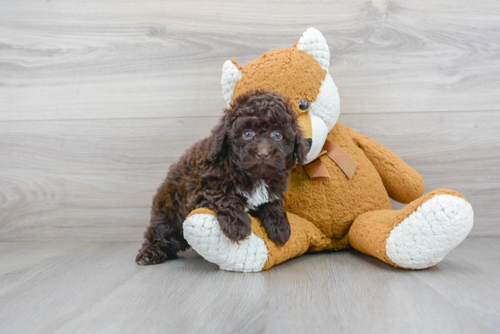 Best Poodle Baby