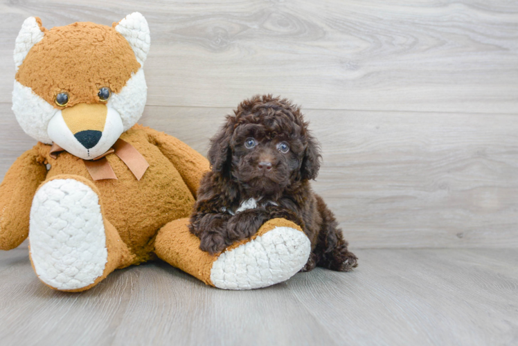 Best Poodle Baby