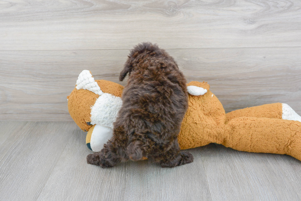 Cute Pudle Purebred Puppy