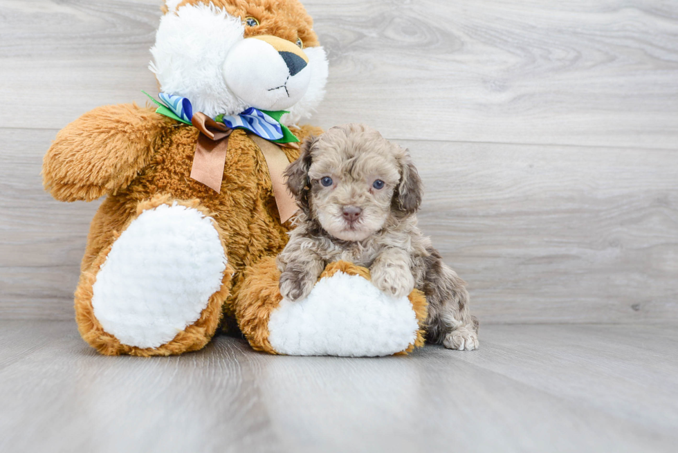 Funny Poodle Purebred Pup