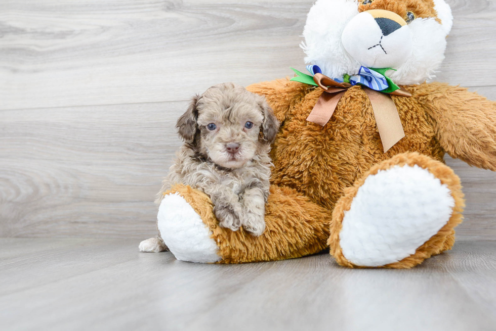 Poodle Puppy for Adoption