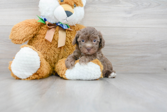 Small Poodle Purebred Pup