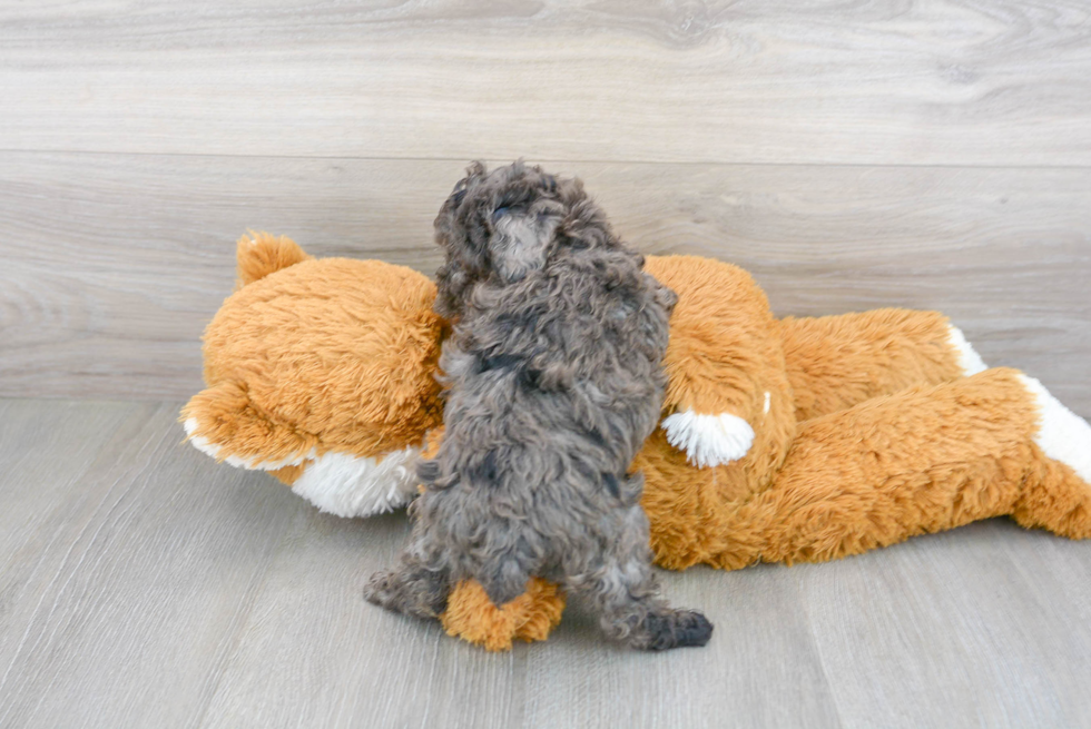 Fluffy Pudle Purebred Puppy