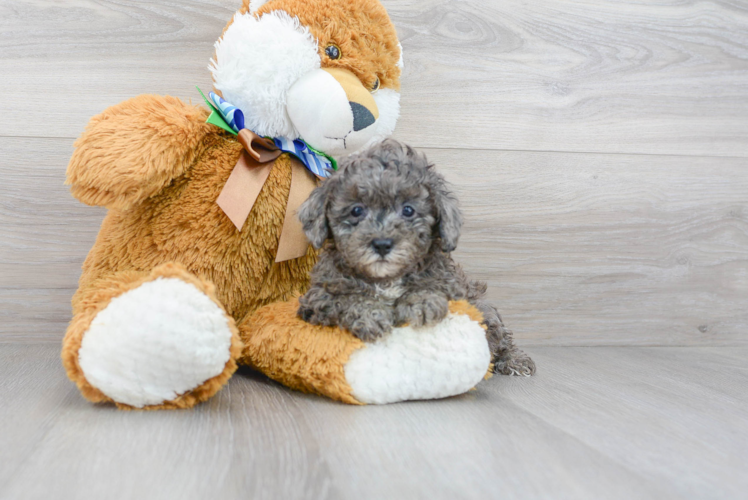 Playful Poodle Baby