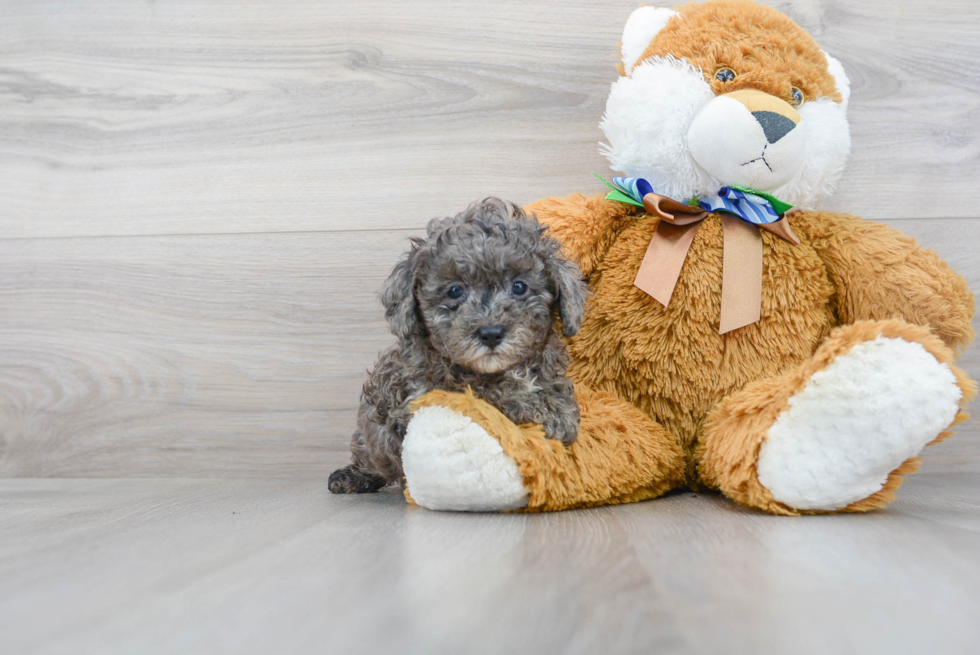 Poodle Pup Being Cute