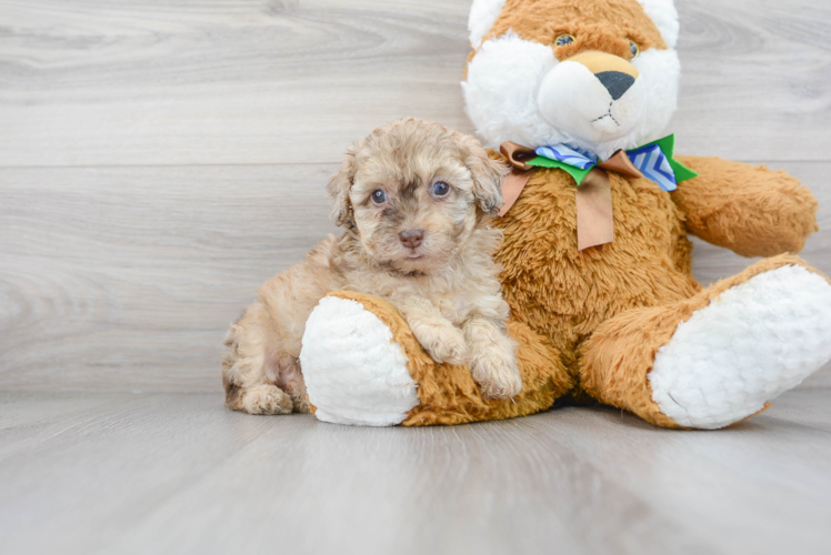 Akc Registered Poodle Baby