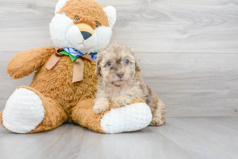 Playful Poodle Purebred Pup