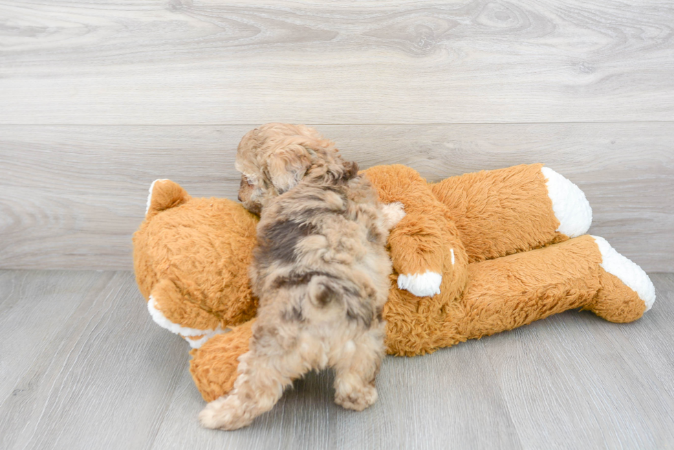 Adorable Pudle Purebred Puppy