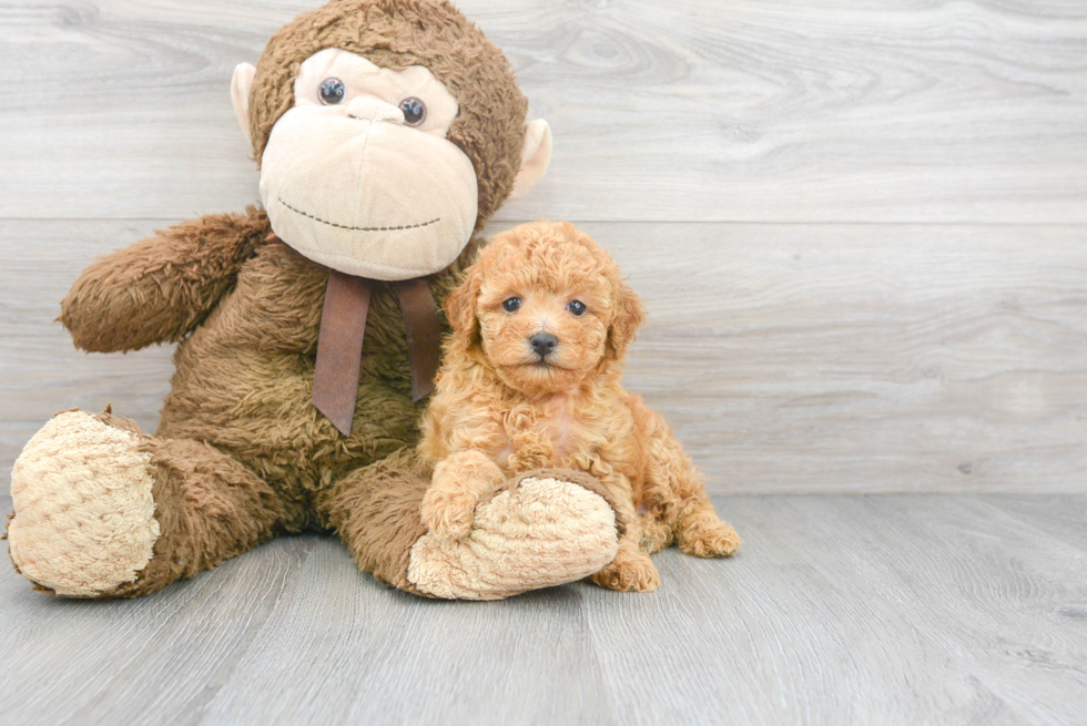 Poodle Pup Being Cute