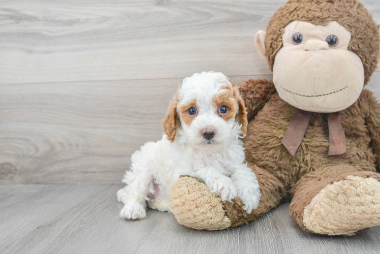 Best Poodle Baby