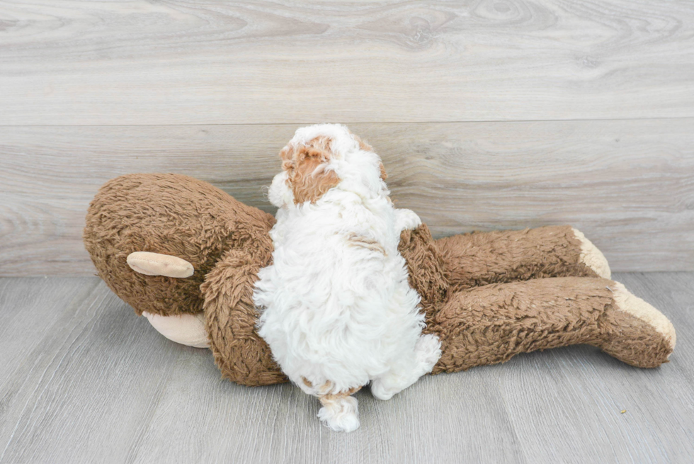 Poodle Puppy for Adoption