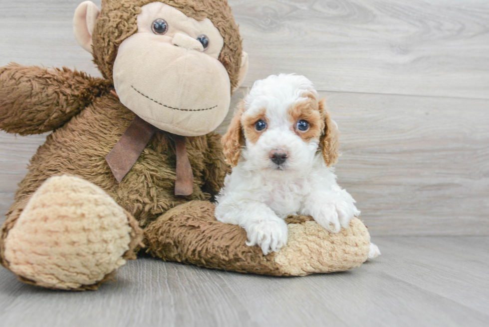Best Poodle Baby