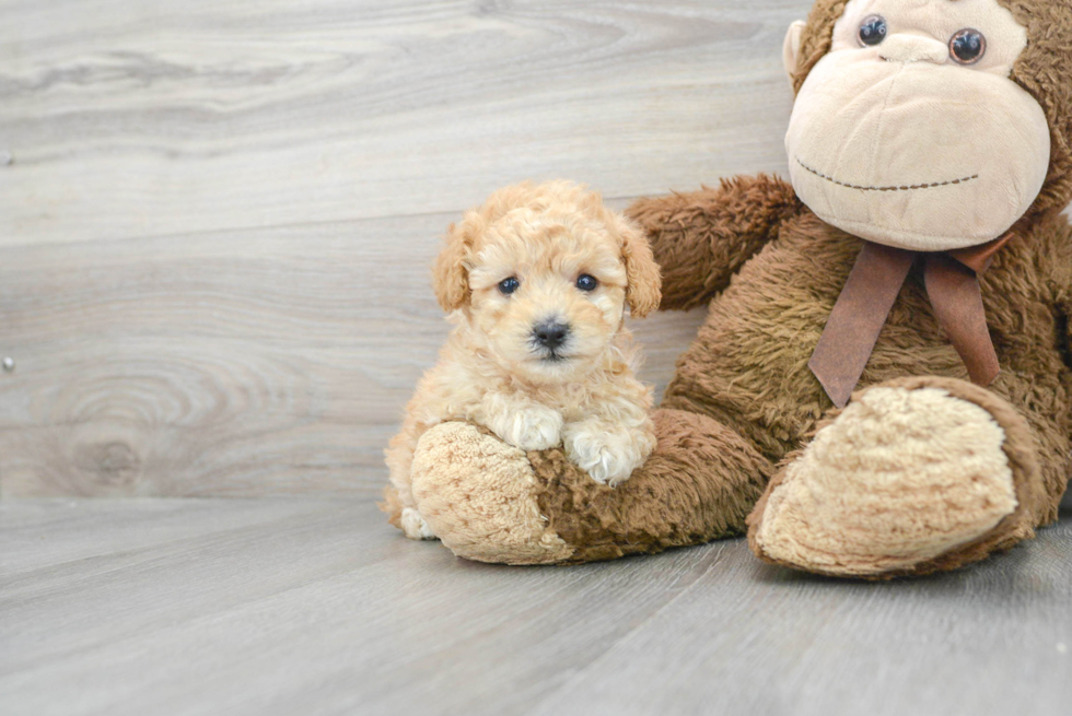 Small Poodle Purebred Pup