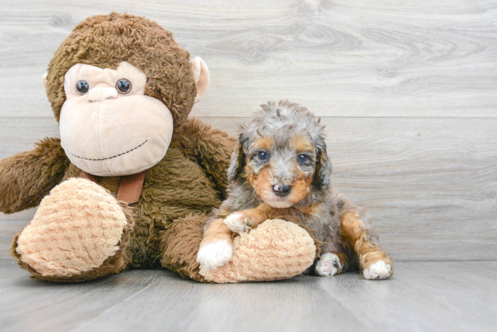 Friendly Poodle Purebred Pup