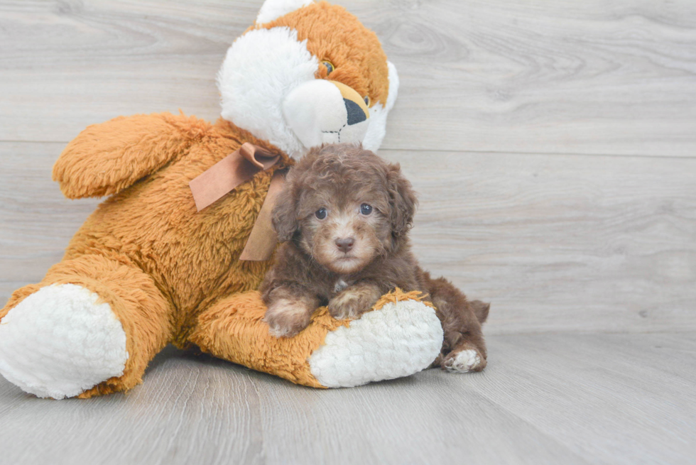 Friendly Poodle Baby