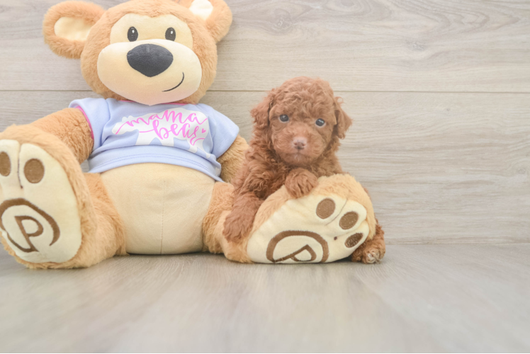 Poodle Pup Being Cute
