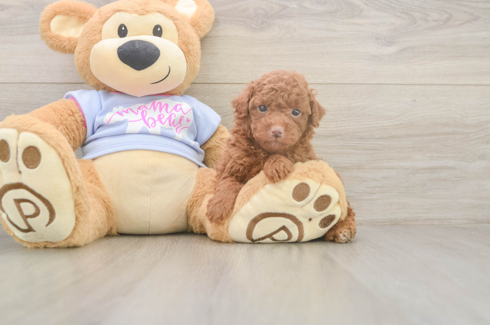 5 week old Poodle Puppy For Sale - Premier Pups
