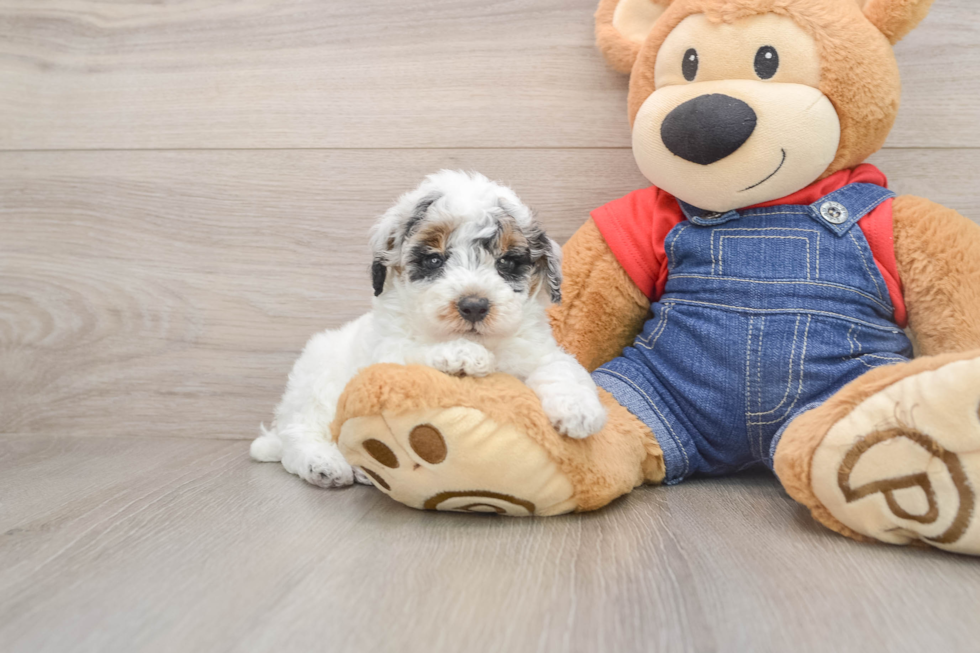 Poodle Pup Being Cute