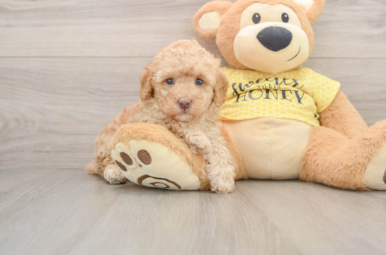 Poodle Puppy for Adoption