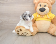 7 week old Poodle Puppy For Sale - Premier Pups
