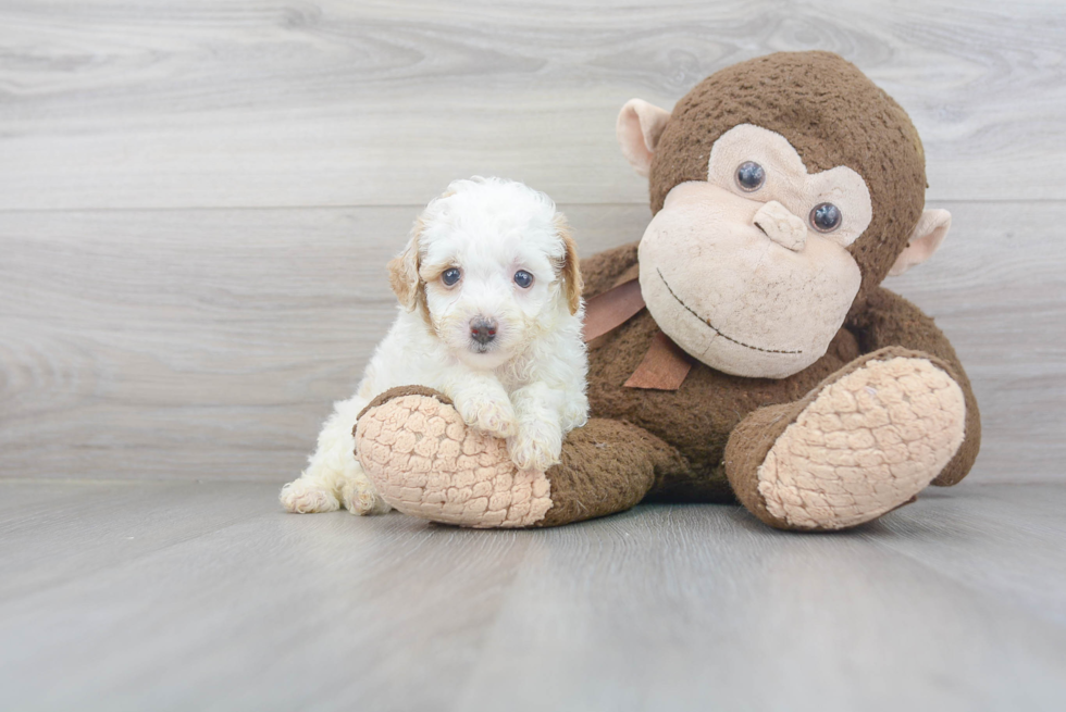 Happy Pudle Purebred Puppy