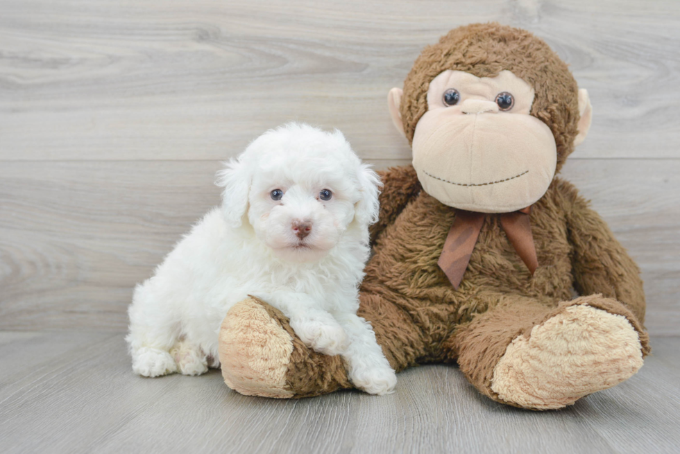 Poodle Puppy for Adoption