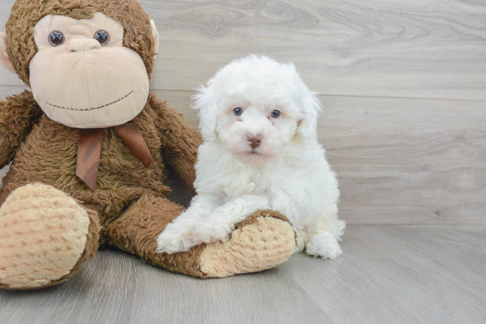 Poodle Puppy for Adoption