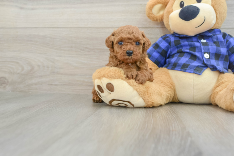 Best Poodle Baby