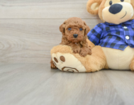 6 week old Poodle Puppy For Sale - Premier Pups