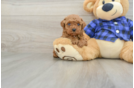 Best Poodle Baby