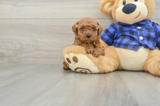 Best Poodle Baby